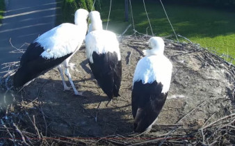 Obraz podglądu z kamery internetowej storks Posada Zarszyńska